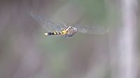 Female Orthetrum boumiera flying (49698631287)