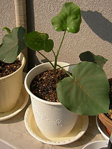 Ficus petiolaris (jetalone)