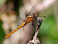 Fiery Skimmer (female) 3067