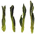 Fresh Hou Kui Green Tea Leaves