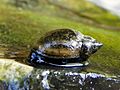 Freshwater snail (19512479744)