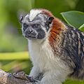 Geoffroy's tamarin (Saguinus geoffroyi) 2