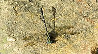 Green eyes dragonfly HNP dorsal (16257832922)
