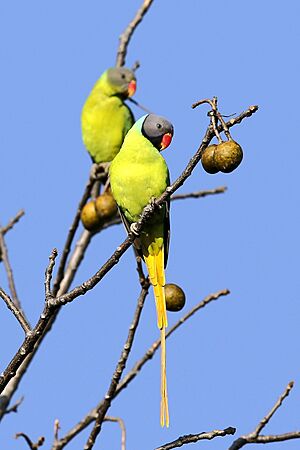 Grey-headed parakeet (34365126130).jpg