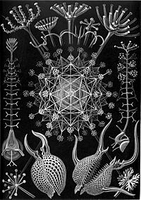 Haeckel Phaeodaria 61