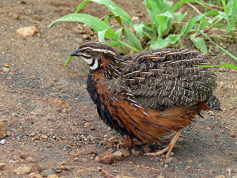Harlequin Quail (Coturnix delegorguei) (6035291347)