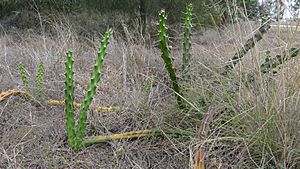 Harrisia Cactus, Harrisia martinii (10868793096).jpg