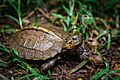 Heosemys grandis (juvenile)