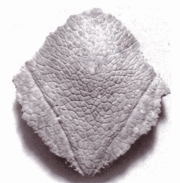 Holotype of Chelodina insculpta de Vis (1897)