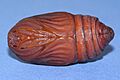 Hyalophora cecropia male pupa 2, MM