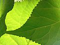 Hydrangea arborescens leaf