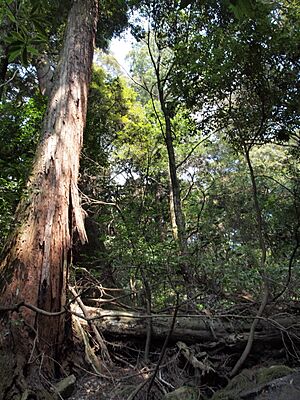 Kasugayama Primeval Forest 02