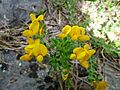 LOTUS CORNICULATUS - GUIXERS - IB-196