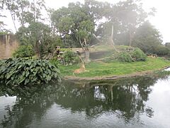 Lavlja nastamba u zoološkom vrtu u Aucklandu