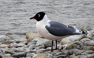 Leucophaeus pipixcan, Division 6, Alberta, Canada 1