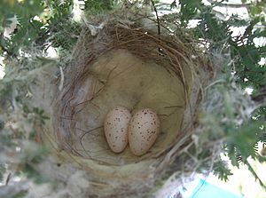 Lichenostomus penicillatus nest with 2 eggs
