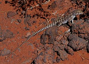 Long-nosed leopard lizard