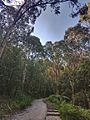 Lyrebird Track, Dandenong Ranges National Park