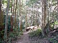 Macquarie Pass NP rainforest