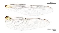 Macromia viridescens female wings (34249029733)