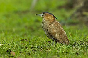 Malayan Night-Heron - Taiwan S4E8695 (17320173361).jpg