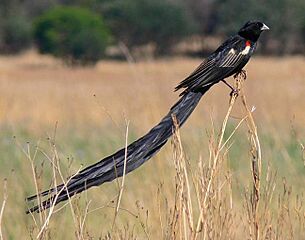 Male Long-tailed Widowbird