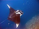 Manta birostris-Thailand4.jpg