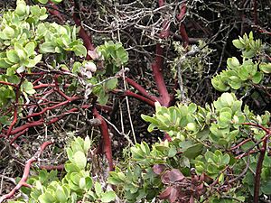 ManzanitaShrubBranches wb
