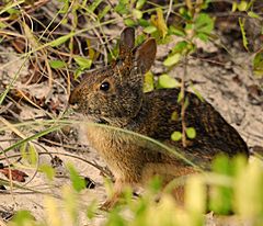 Marsh Rabbit at Smyrna Dunes Park - Flickr - Andrea Westmoreland