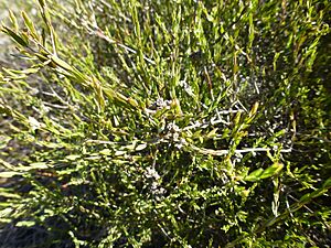 Melaleuca acutifolia (foliage and fruits)