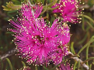 Melaleuca calyptroides close