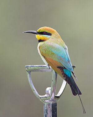 Merops ornatus - Centenary Lakes