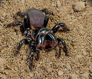 Mygalomorphae Actinopodidae Missulena bradleyi Eastern Mouse Spider The Gap Brisbane 006