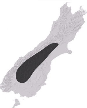 NZAcrididae8.png