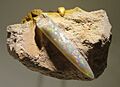 Neohibolites sp., opalized belemnite, Late Early Cretaceous, Coober Pedy Formation, Coober Pedy, South Australia - Houston Museum of Natural Science - DSC01937