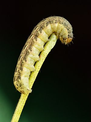 Noctua pronuba caterpillar - Keila