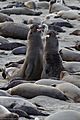 Northern elephant seal combats
