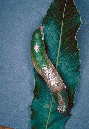 Oligocentria lignicolor larva.jpg