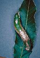 Oligocentria lignicolor larva