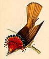 Onychorhynchus coronatus coronatus from above 1841