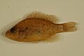 Orangespotted sunfish