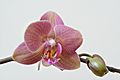 Orchid high resolution