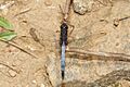 Orthetrum glaucum-Silent Valley-2016-08-14-002