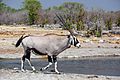 Oryx gazella male 8054 b