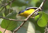 Parula pitiayumi