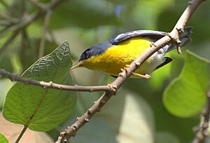 Parula pitiayumi