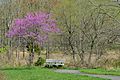 Patuxent Refuge bench and redbud 20210411 151727 1 crop