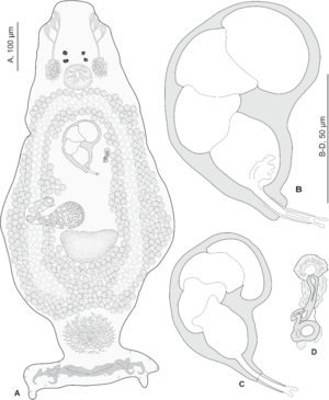 PeerJ 2233 - Pseudorhabdosynochus sulamericanus - fig-2.png