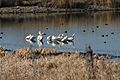 Pelicans and ducks at Utah Lake