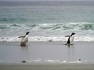 Penguins on the beach at Bluff Cove